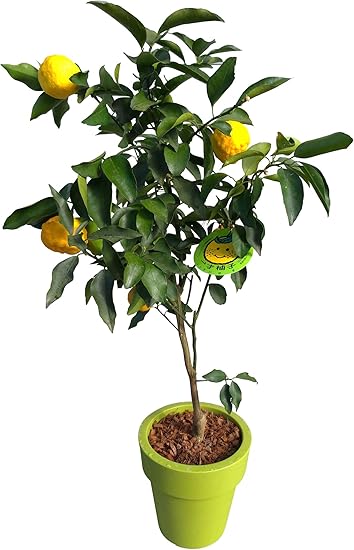 Amazon ゆず 鉢植え フラワーギフト プレゼント 観葉植物 オンライン通販
