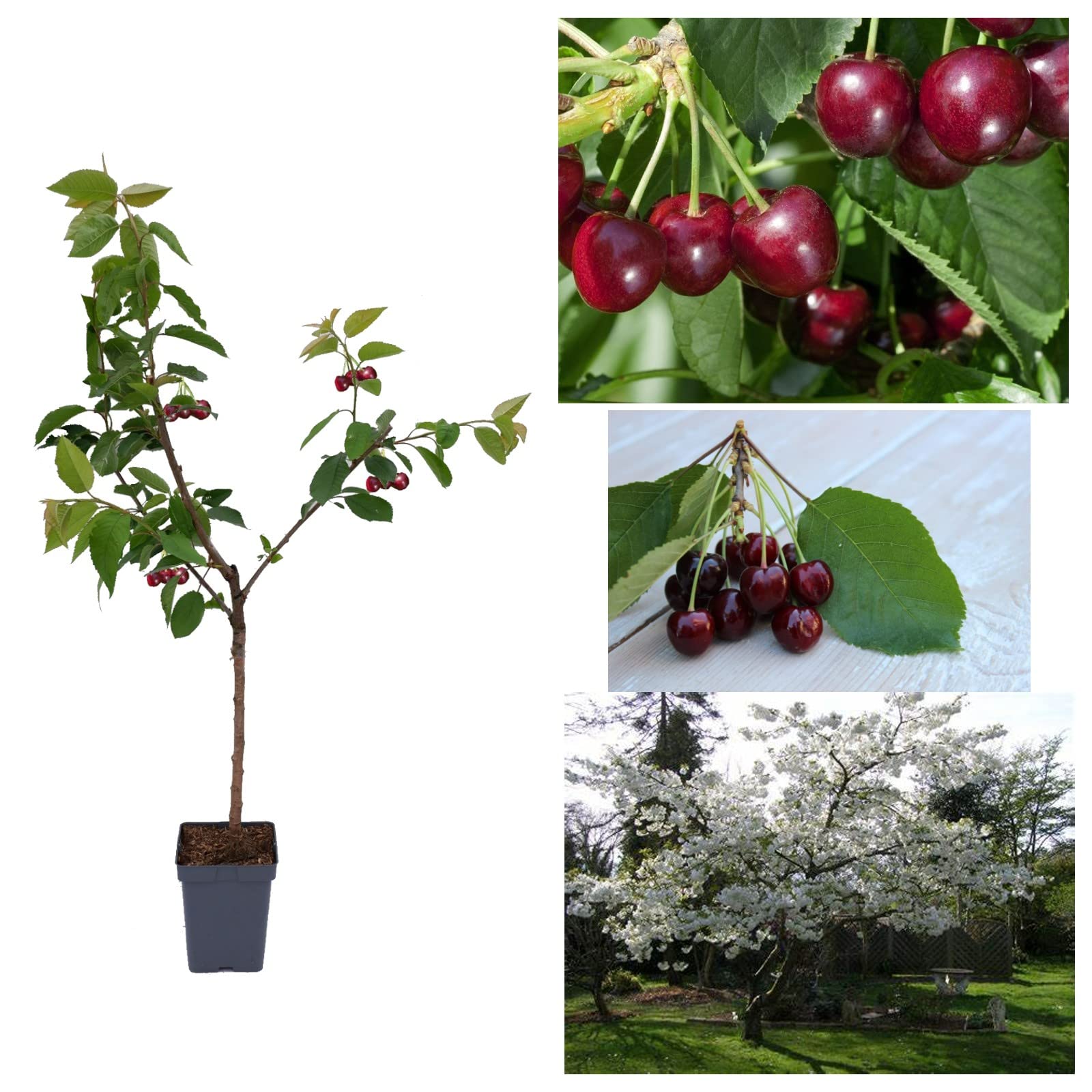 Cherry Tree - Prunus avium 'Regina' - Patio Fruit Tree 2-4ft in 5 Litre Pot - High Yielding (2 Plants)