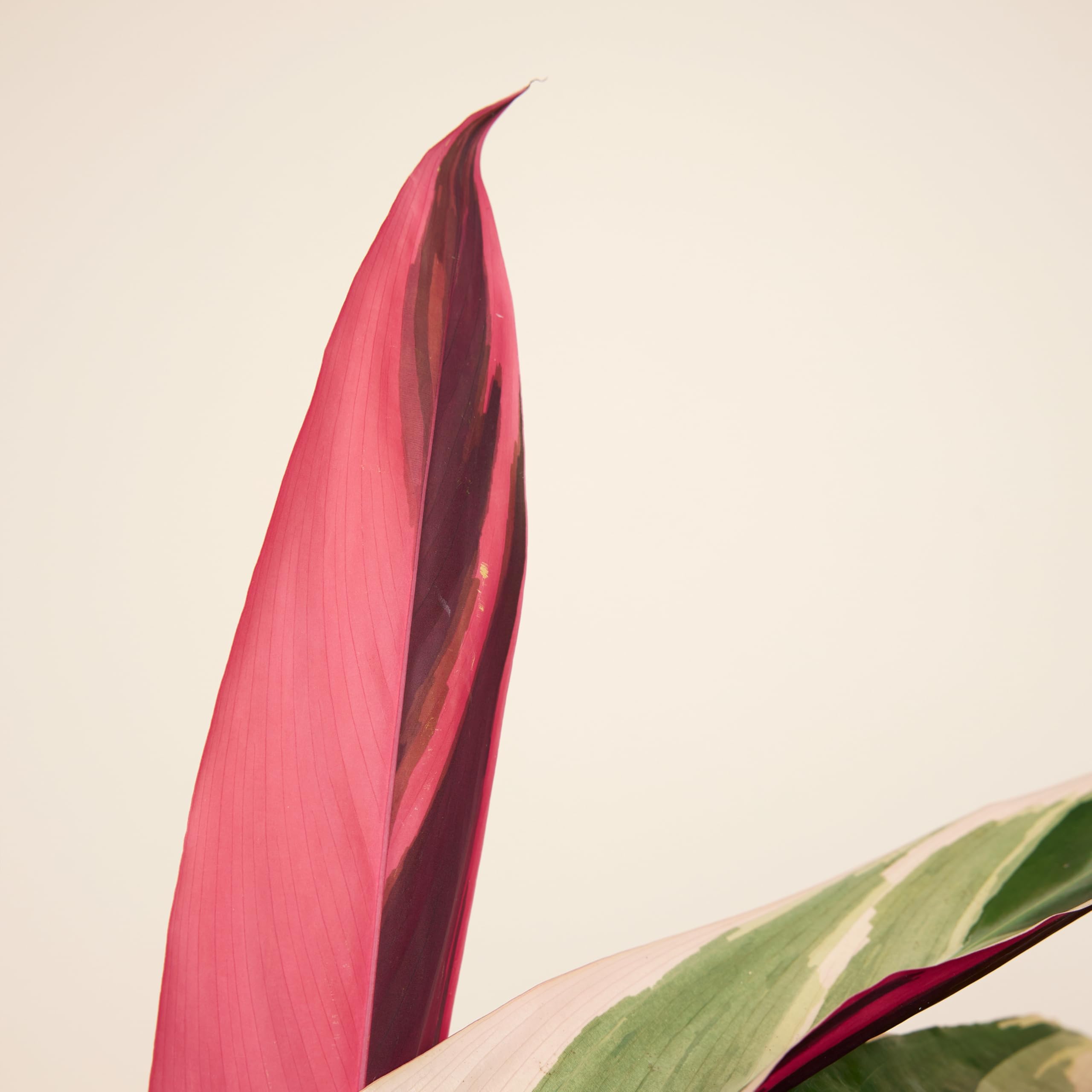 Bloomique - Juego de 2 - Calathea Triostar - Planta Pavo Real - Plantas de Interior - Purifica el Aire - Apto para Mascotas - 40-60 cm de Altura - Maceta de 19 cm