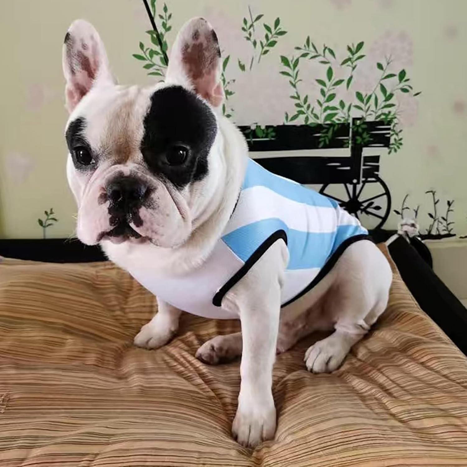 GabeFish Dog World Cup T Shirt Pets Football Jersey Sports Soccer National Team Vest Cat Summer Cool Clothes Apparel Argentina Medium