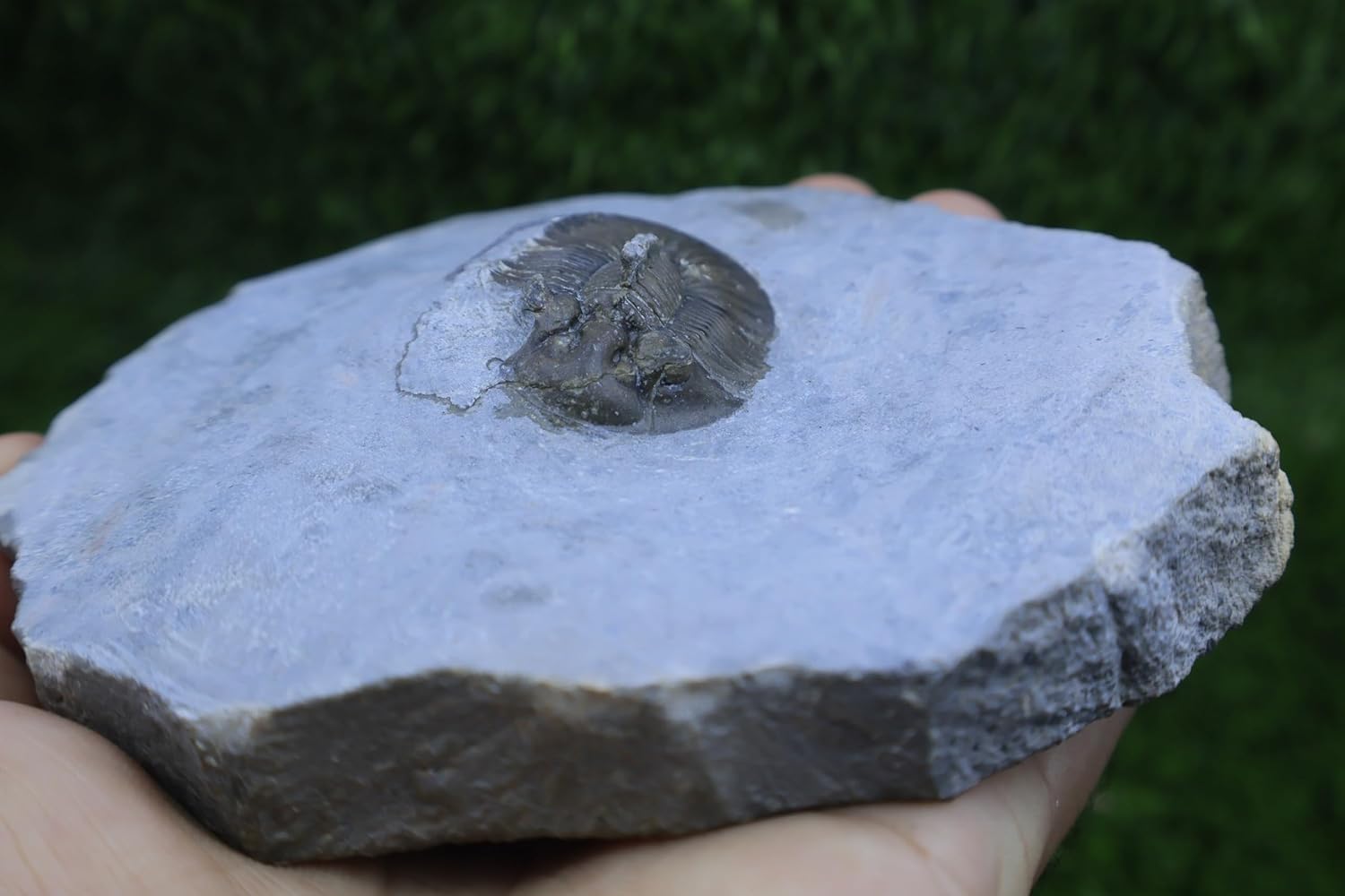 Scabriscutellum AFF. furficerum Trilobite Morocco Trilobite Fossil Trilobites Rock A348