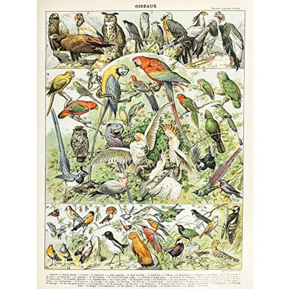 Artery8 Millot Encyclopedia Page Molluscs Shells Art Print Framed Poster Wall Decor 12x16 inch — view 169