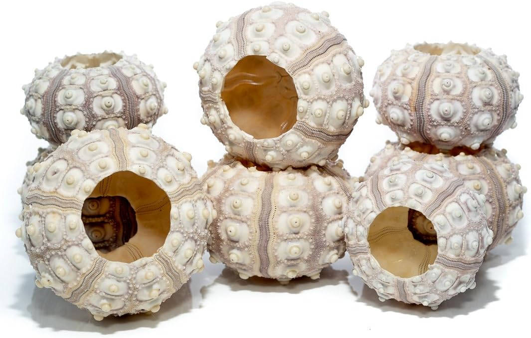 Nautical Crush Trading Sea Urchins Shells for Air Plants - 8 Purple Sputnik (1.5-3") Sea Urchin Shells - Hanging Air Plant Holder - Air Plants Live Holders - Air Plant Pot - No Plants Included