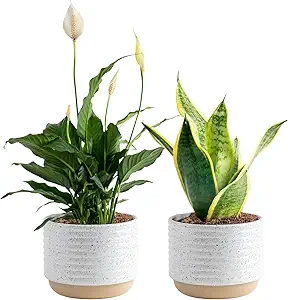 Costa Farms Live Indoor Plant Bundle in Decorative Pots, Easy to Maintain, Air Purifying Indoor H...