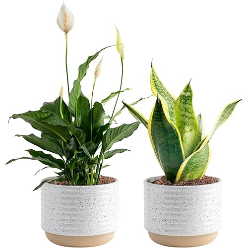 Costa Farms Live Indoor Plant Bundle in Decorative Pots, Easy to Maintain, Air Purifying Indoor Houseplants, Assorted Varieties, Room or Office Decor, House Warming Gift, 8-12 Inches Tall, Pack of 2