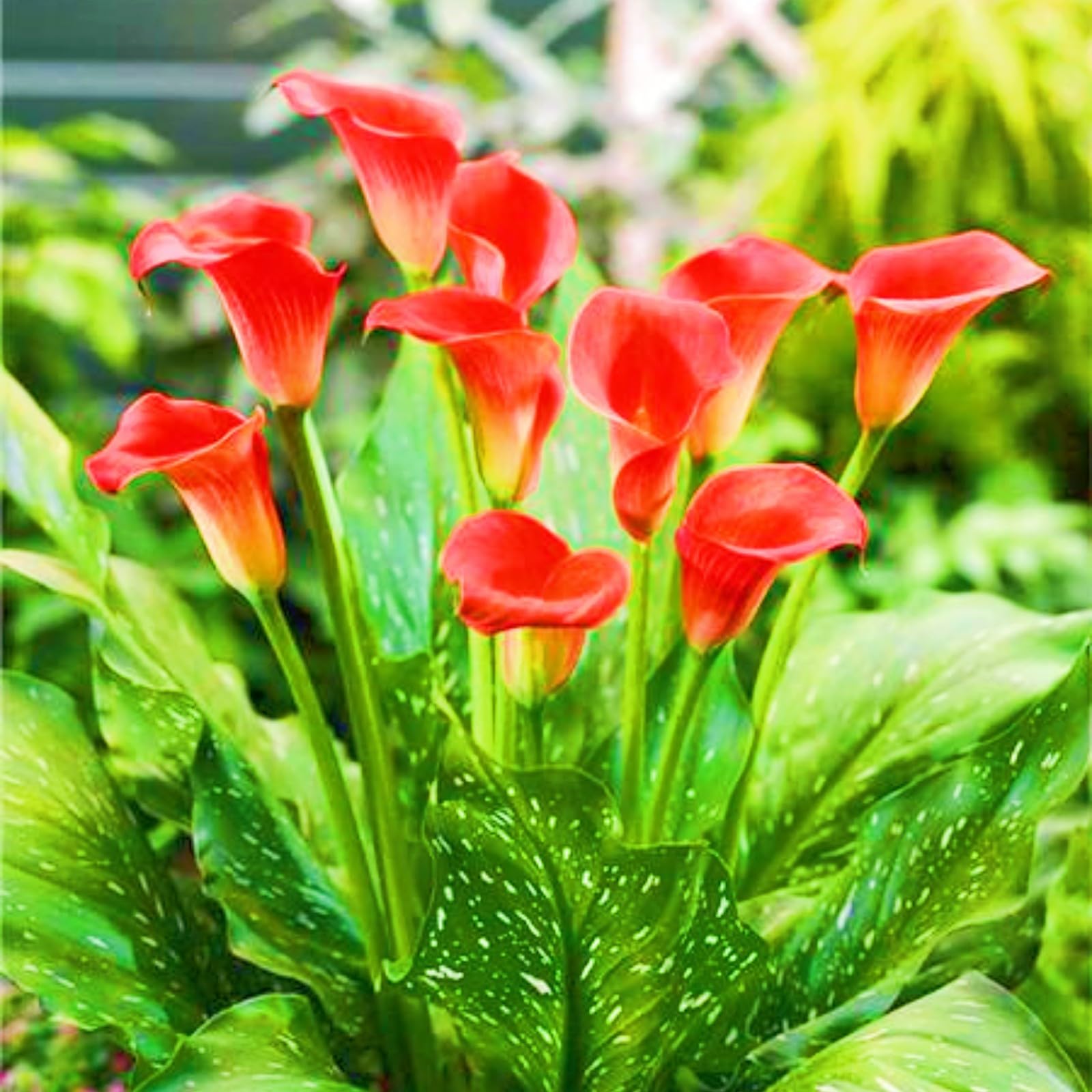Rich in Color Calla Lily Plants Bloom Year After Year Wedding Flowers/Garden Flowers/Plant Bulbs-6bulbs-e