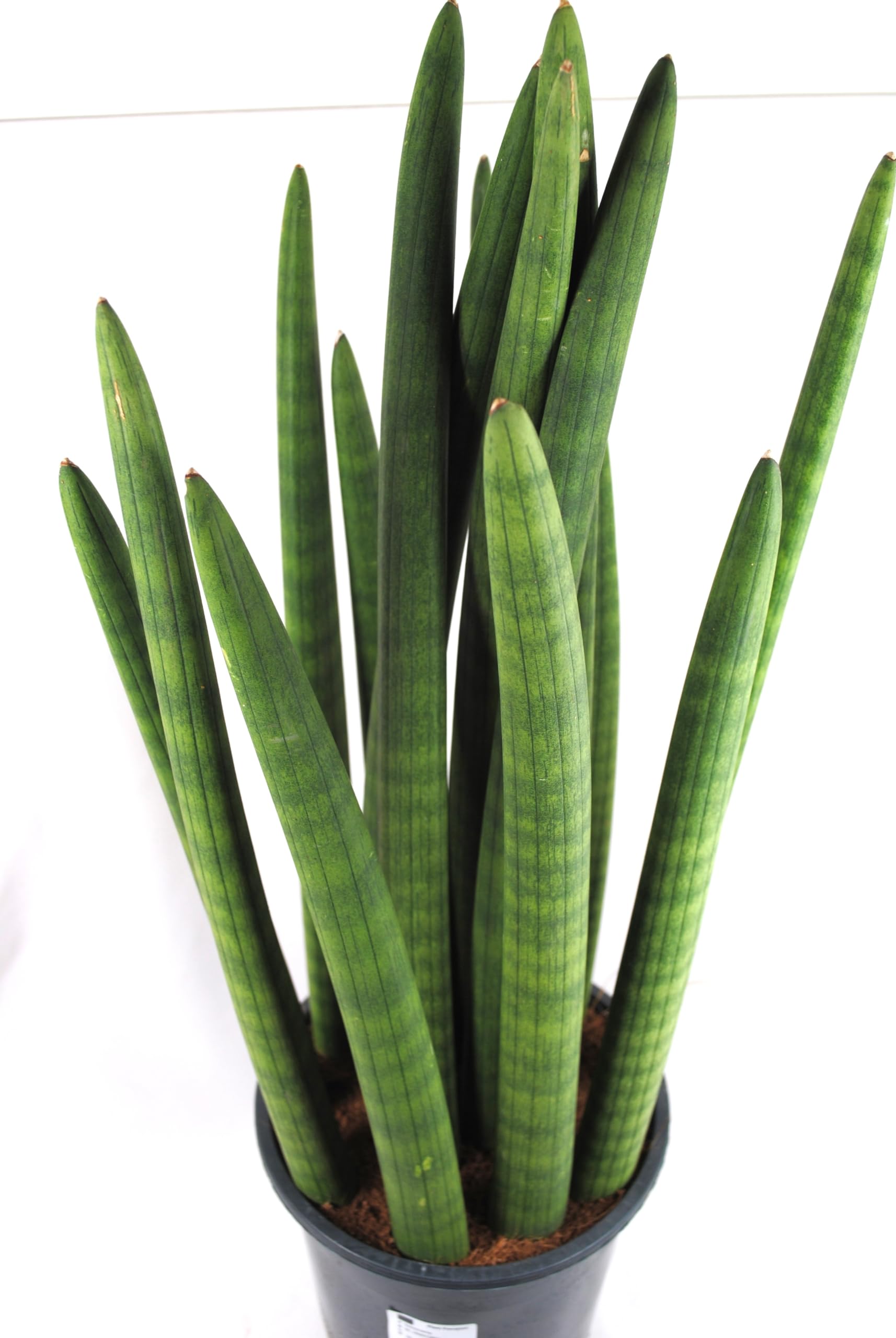 Sansevieria cylindrica,Bogenhanf,luftreinigend, XXL Zimmerpflanze,ca.55cm hoch