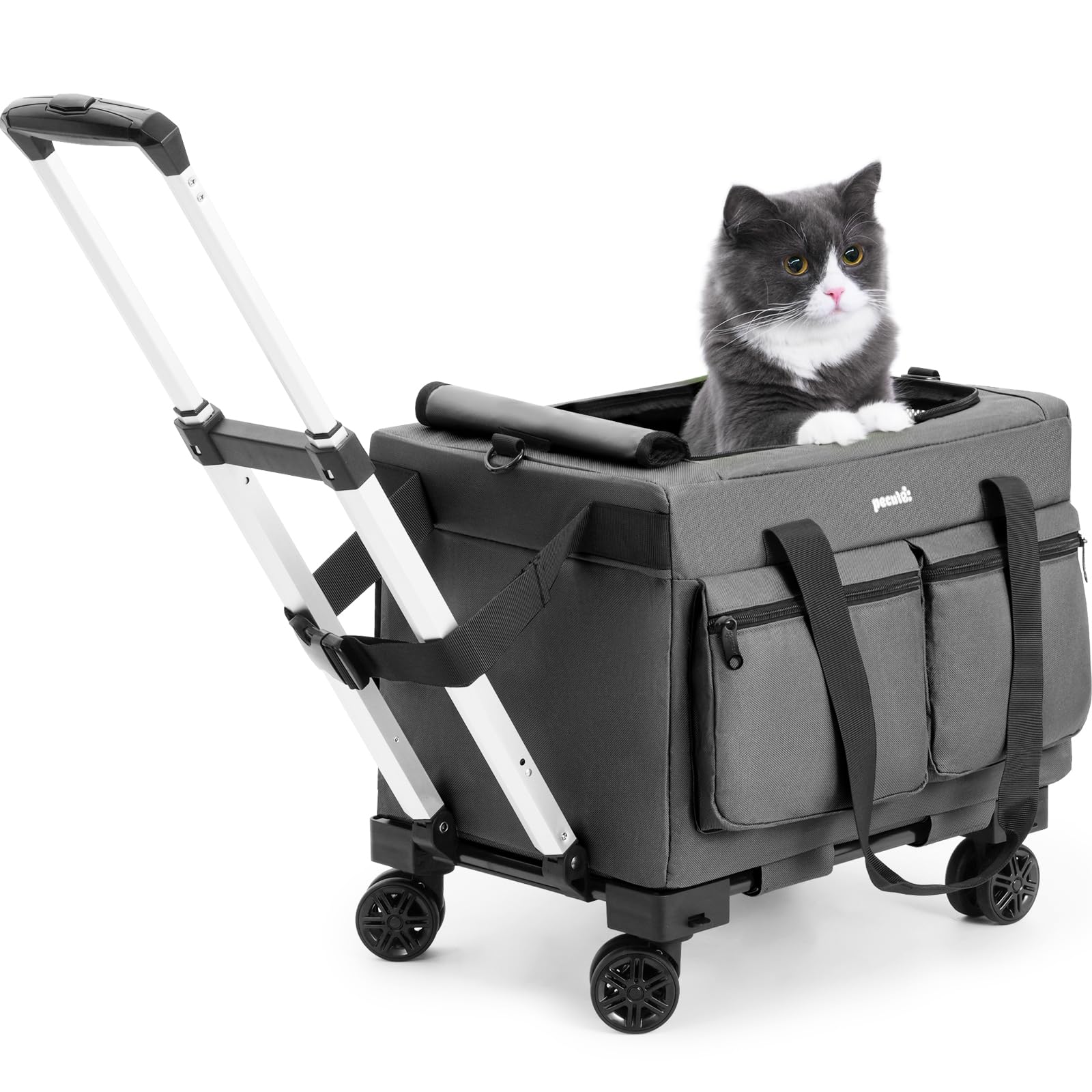 How to Travel With Cat Bus: Ultimate Guide for Stress-Free Journeys