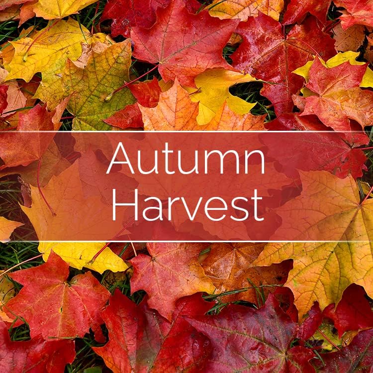 Miniatura 5 de Paquete de velas, transforma cualquier cosa en una vela, kit de fabricación de velas con mecha + cera de 7 onzas (aroma de cosecha de otoño)