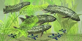 Posterazzi Dipterus is an extinct freshwater lungfish from the Devonian Period of Australia and Europe Poster Print, (40 x 20)