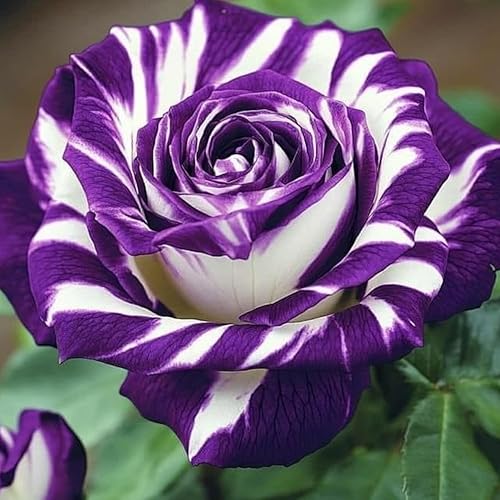 Miniatura 2 de Más de 300 semillas de rosas raras mixtas para plantar arbustos de flores, arbustos perennes, rosas híbridas sin OMG