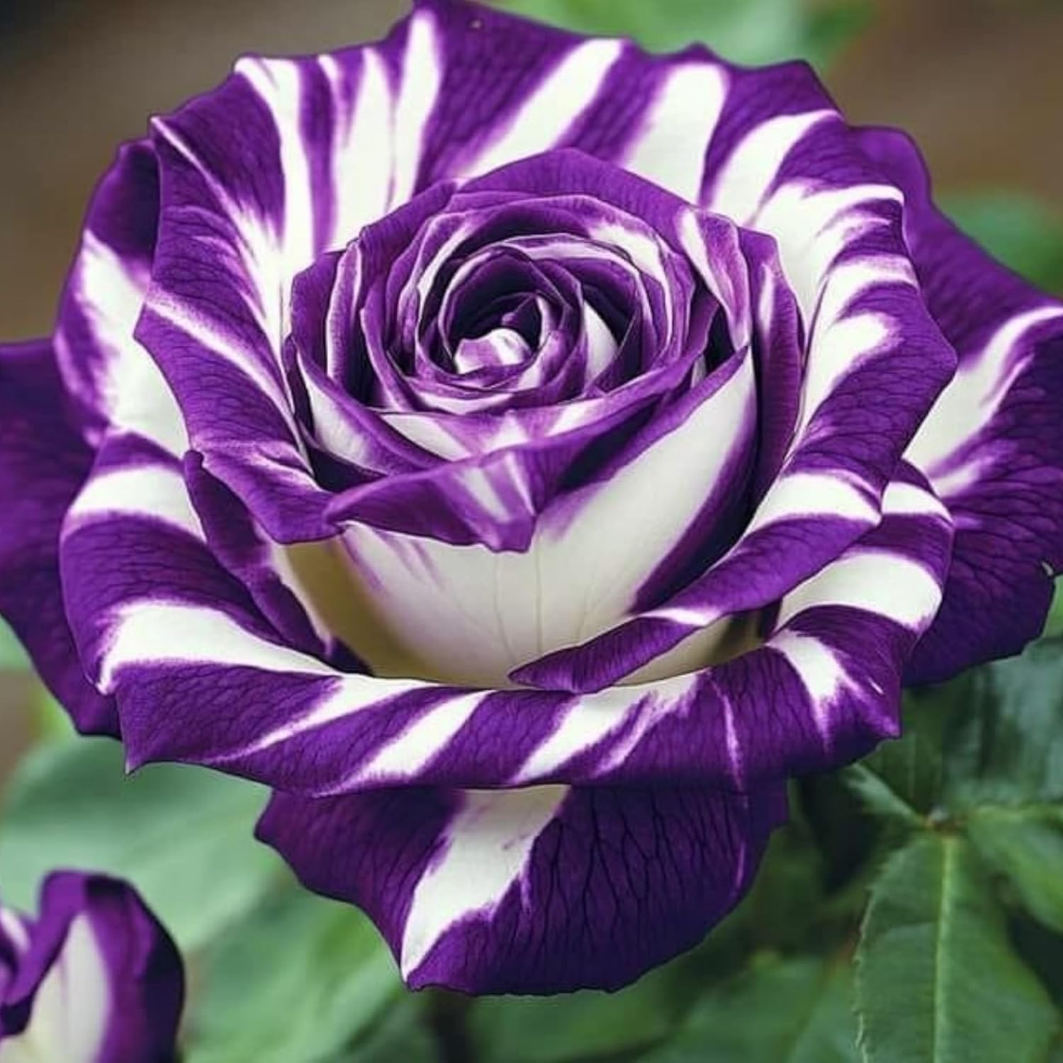 Amazon.com : 300+ Mixed Rare Rose Seeds for Planting Flower Bush