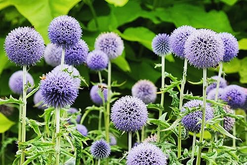 Miniatura 2 de Semillas de cardo Globe para plantar, 30 semillas, cardo azul exótico