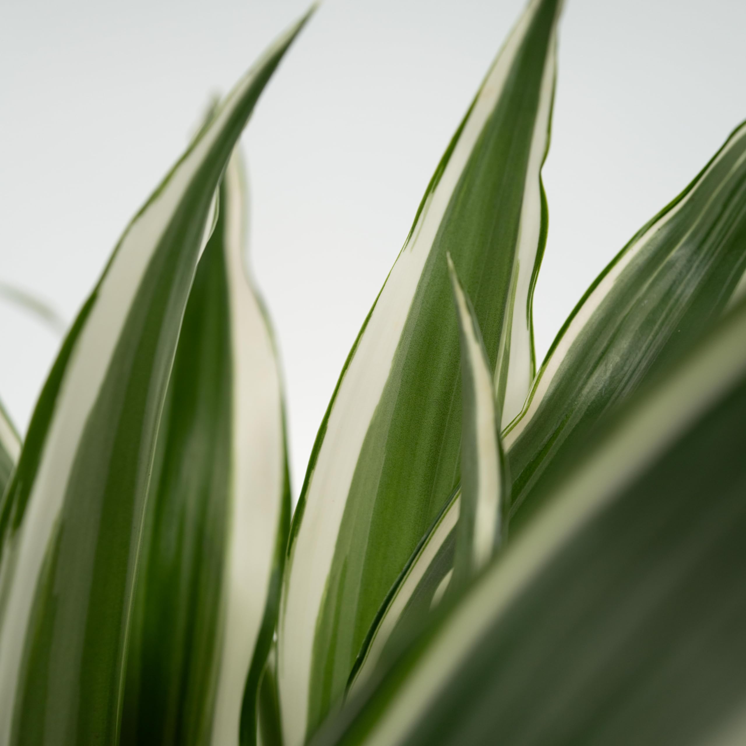 Plant in a Box - Dracaena deremensis 'White Stripe' - Dracena - Dragon Tree  - Green, White - Potted Plant - Pot Size 17cm - Height 60-70cm : Amazon.se:  Garden