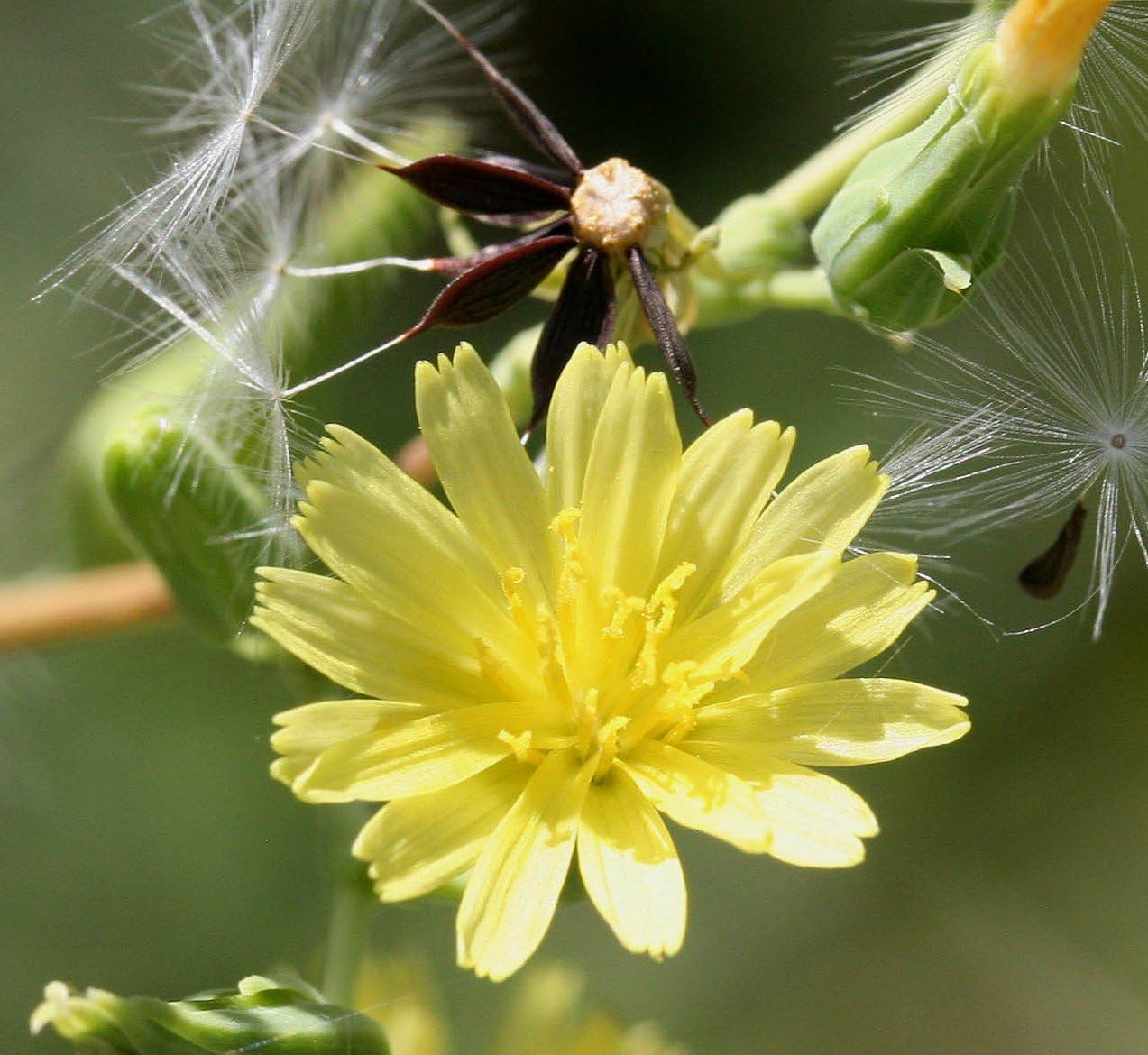 Wild Lettuce/Lactuca virosa - 50 Seeds (Organically Grown)