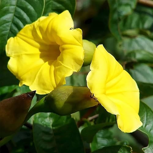 CHUXAY GARDEN Yellow Morning Glory - Semillas de flores 100 semillas llamativas plantas silvestres nativas excelente adición al jardín
