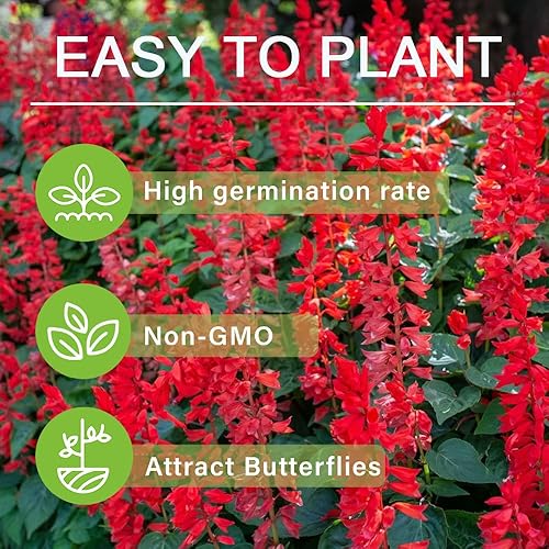 Miniatura 2 de Más de 100 semillas perennes de hierbas de salvia escarlata para plantar al aire libre, cultivo de la serie Queen, planta de jardín de salvia para
