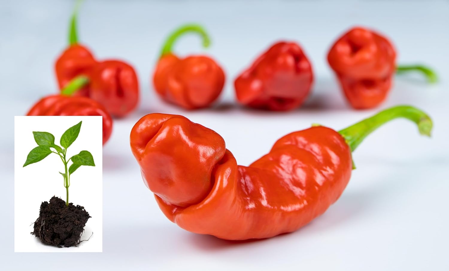 Peter Pepper Live Plants Heirloom Hot Pepper | Unique Conversation Starter | Ready to Transplant | Non-GMO Garden Starter Seedlings (4 Plants)