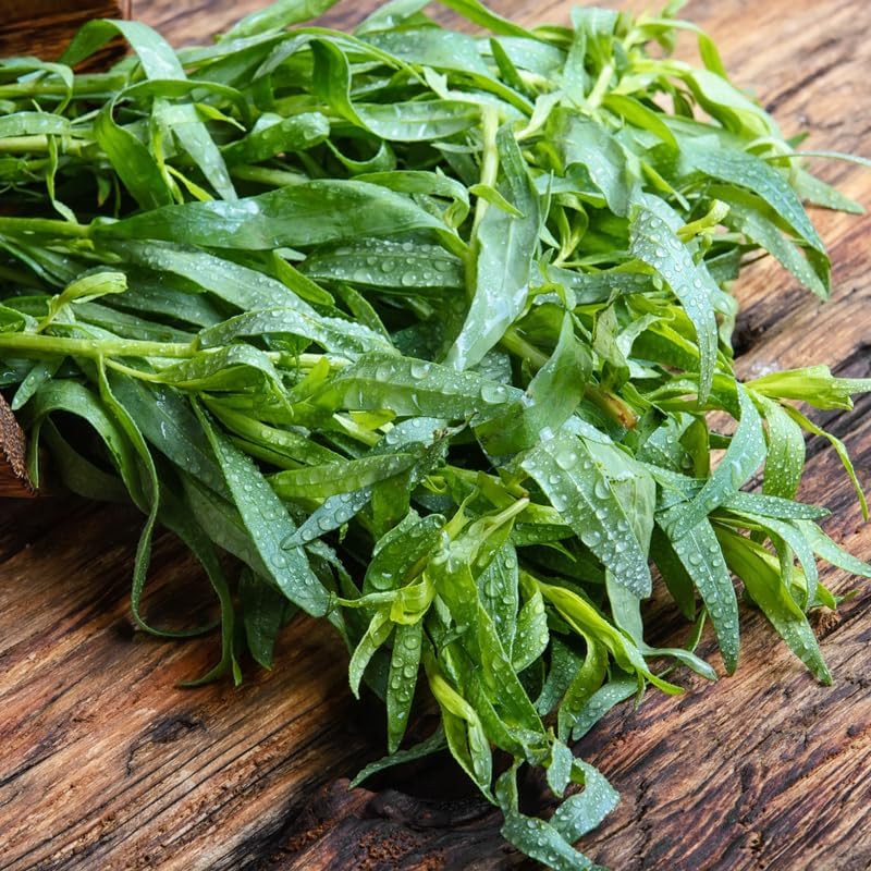 4 Tarragon Plants Live for Planting 4 to 8 Inch Height, Hardy Tarragon Live Plant Indoor Outdoor, Live Tarragon Culinary Gardening