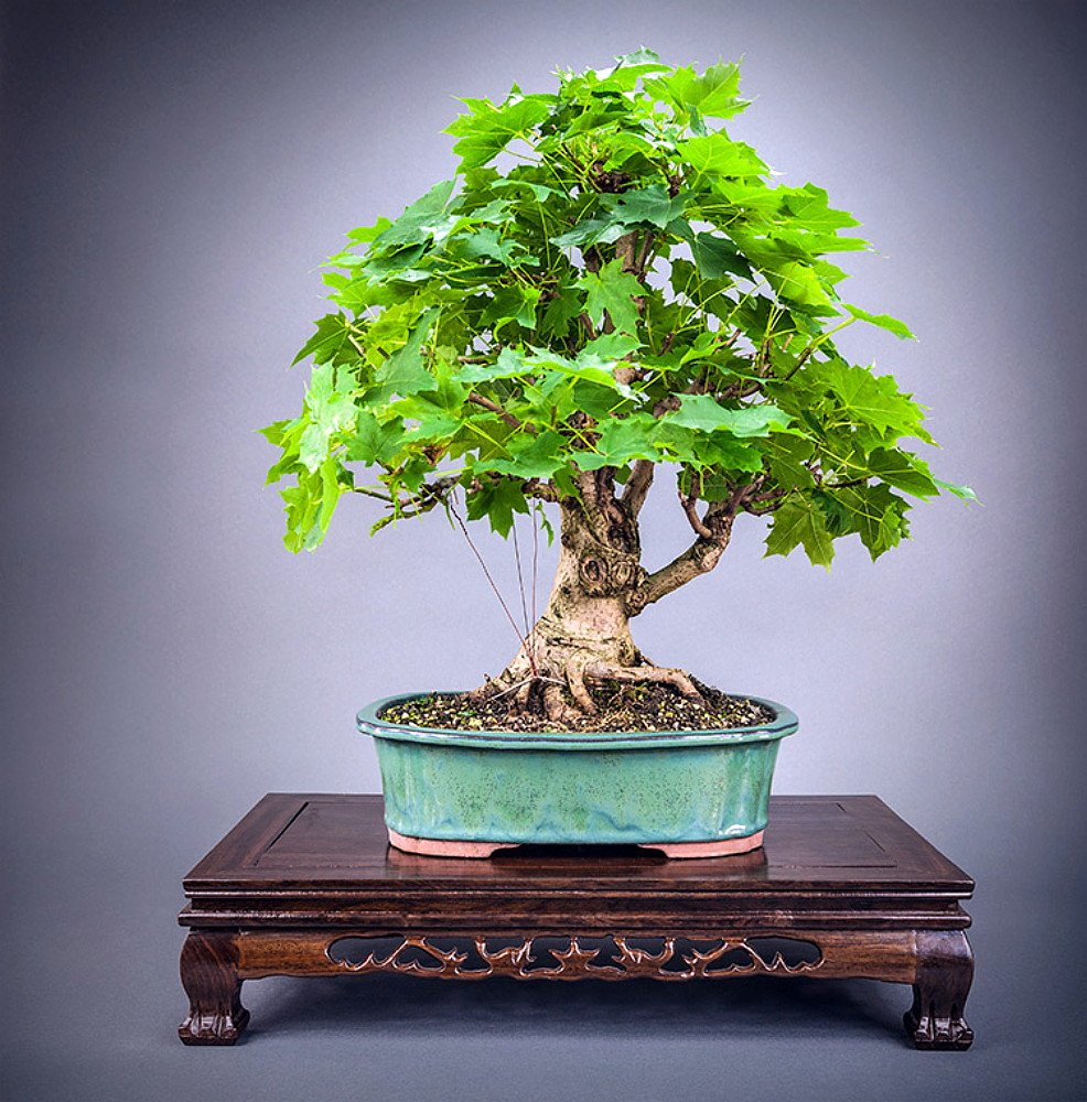 Norway Maple 20 Seeds - Acer platanoides -Shade/Bonsai