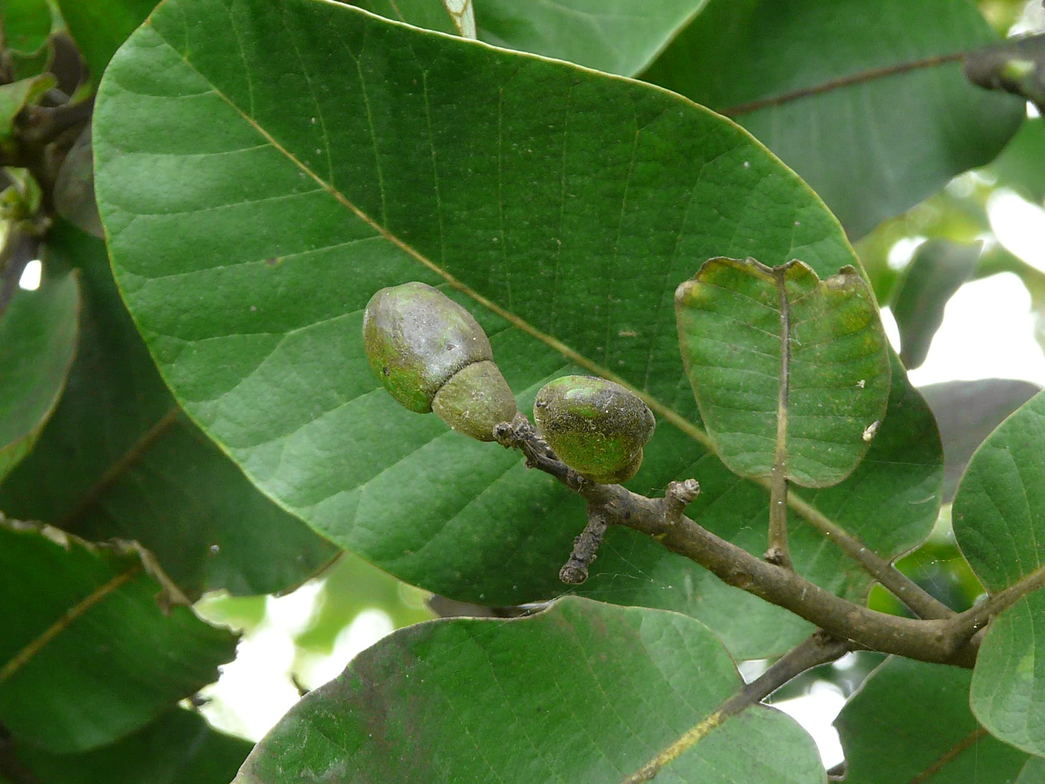See full amazon price history chart for Kapebonavista bhilawa Semecarpus anacardium plant Kapebonavista bhilawa Semecarpus anacardium plant (B093Q748JX) Amazon Price History, Amazon Price Tracker