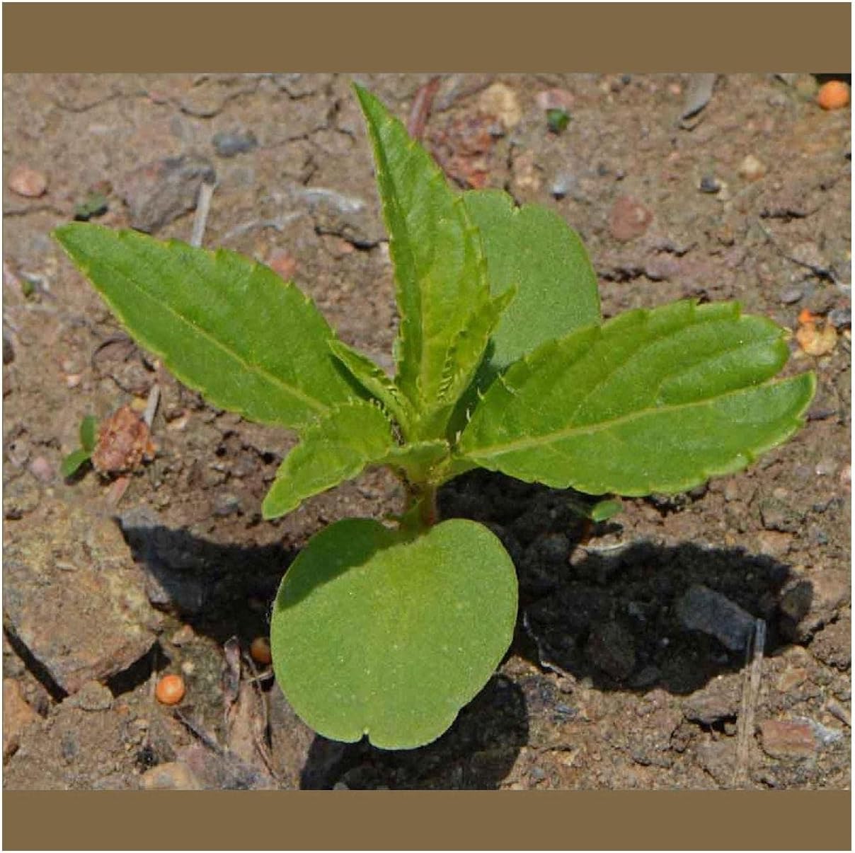 Everwilde Farms - 1 Lb Camilia Flowered Mix Balsam Wildflower Seeds - Gold Vault