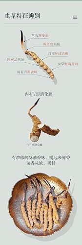 Miniatura 9 de Genuino seco Cordyceps sinensiswinterworm summerherb, Ophiocordyceps sinensis, Tíbet destacado, (6 piezas) peso neto 0.04 oz.