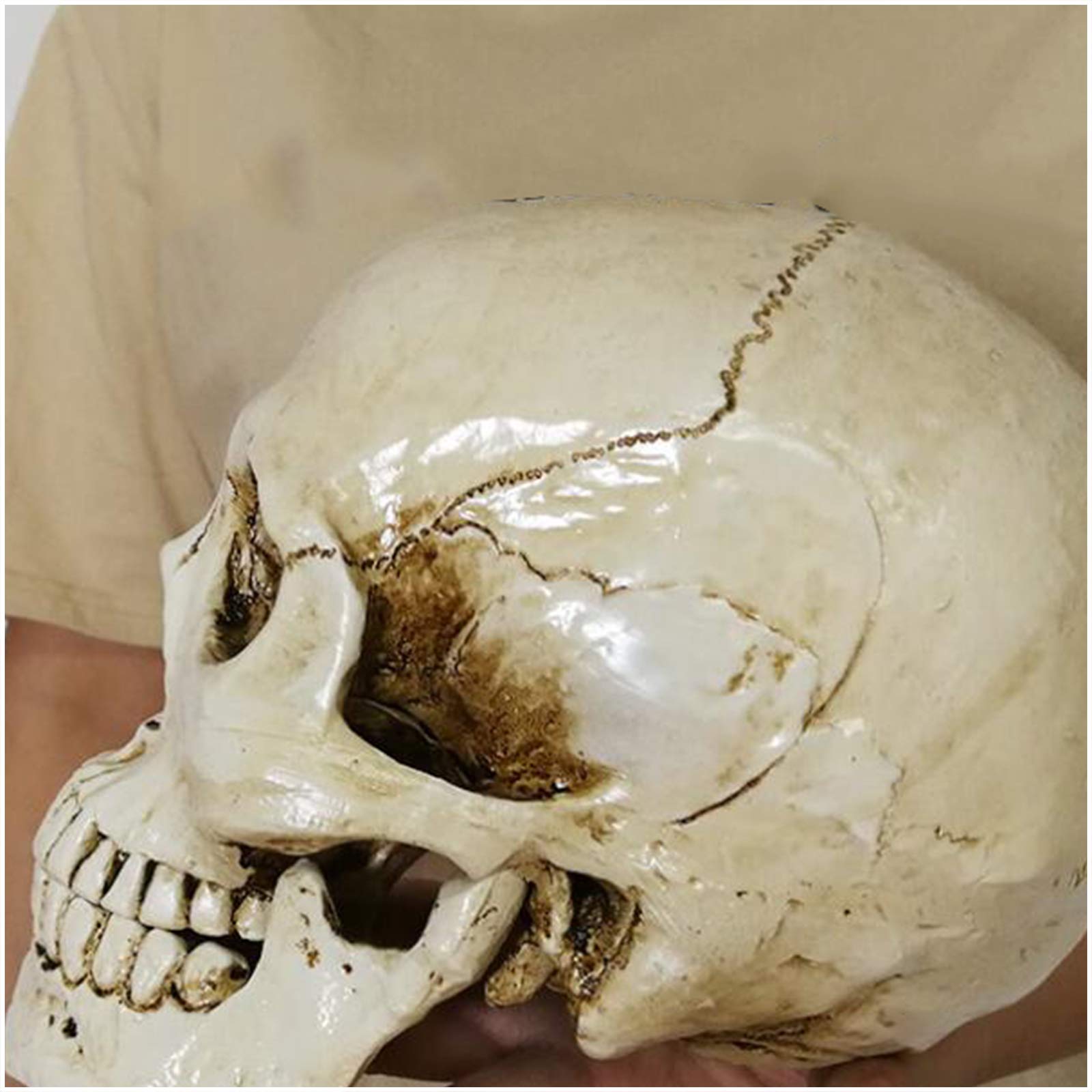 Modello Teschio Lupo In Resina - 20x14x8 Cm, Per Decorazione, Collezione, Halloween