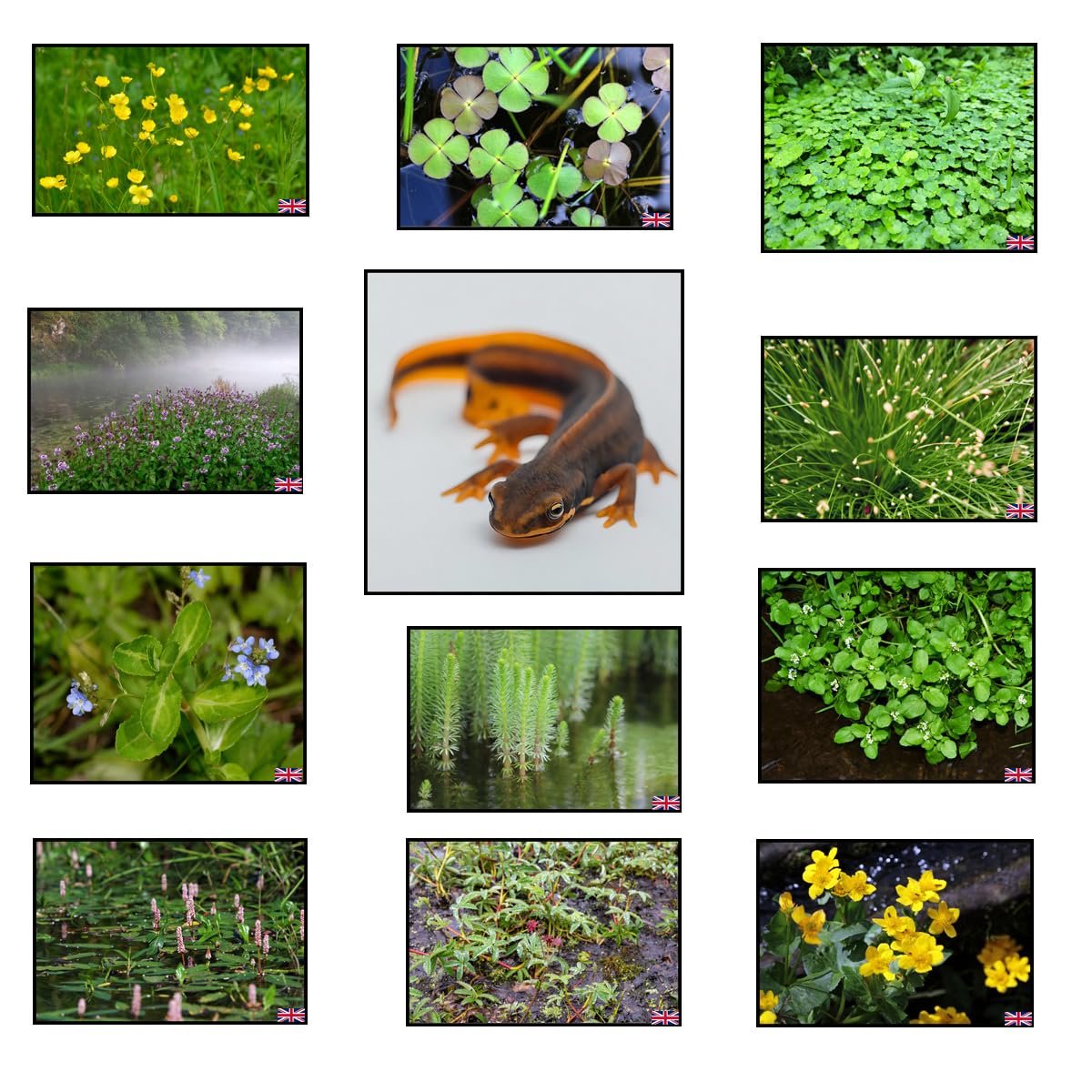 Lincolnshire Pond Plants Ltd Crested Newt Marginal 8 Pack (Bareroot)