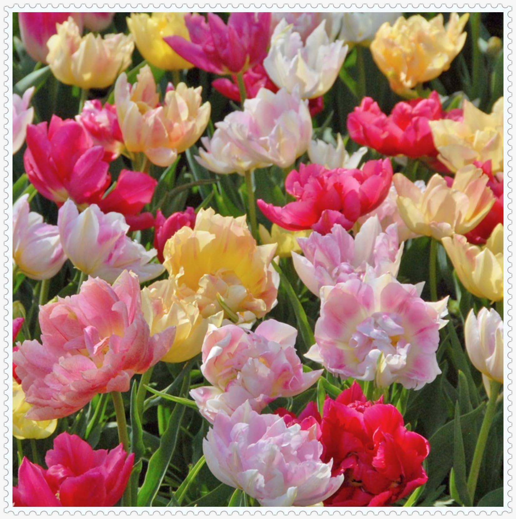 Tulip Bulbs for Planting,Stephania Bulbs Mix,Flowering Rhizome,Excellent Display Indoor Perennial Balcony Garden Bulbs,Tulip Tubers Uk-3bulbs-F