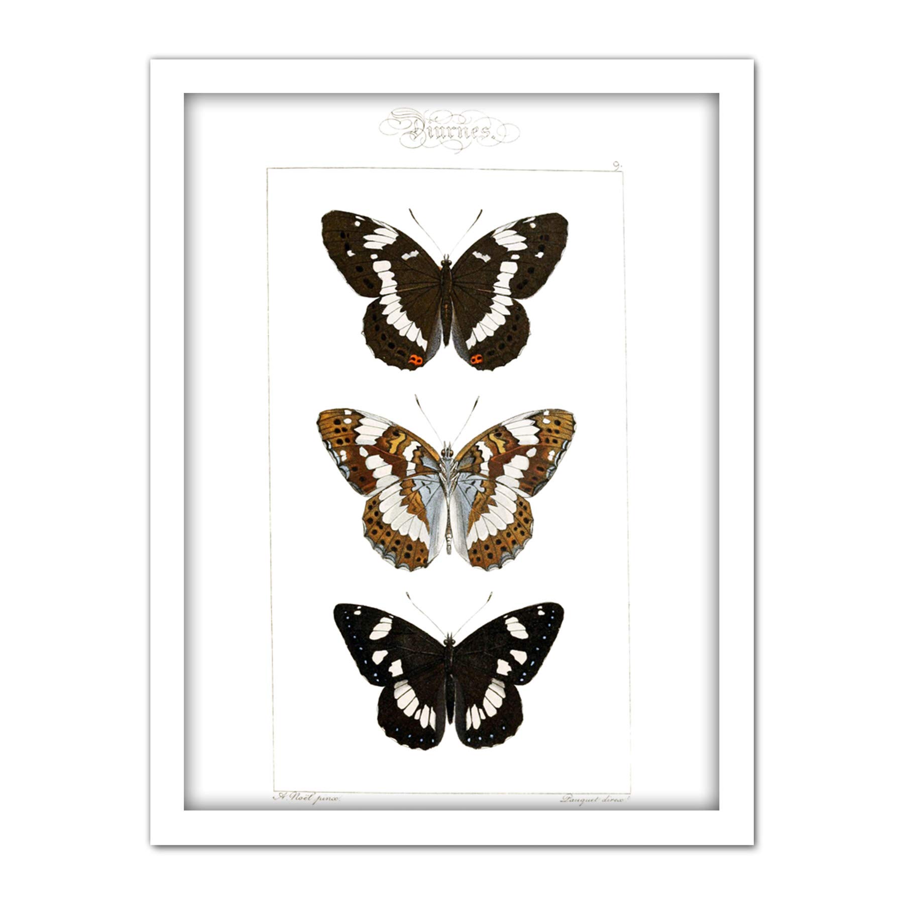 Wee Blue Coo Butterflies Black and Brown Artwork Framed Wall Art Print 18X24 Inch