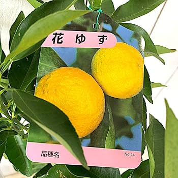 花ゆず 新3年生 ポリポット入り 花ゆずの苗木【果樹苗 2年生 接木苗15cmポット／1個】｜ 【植物
