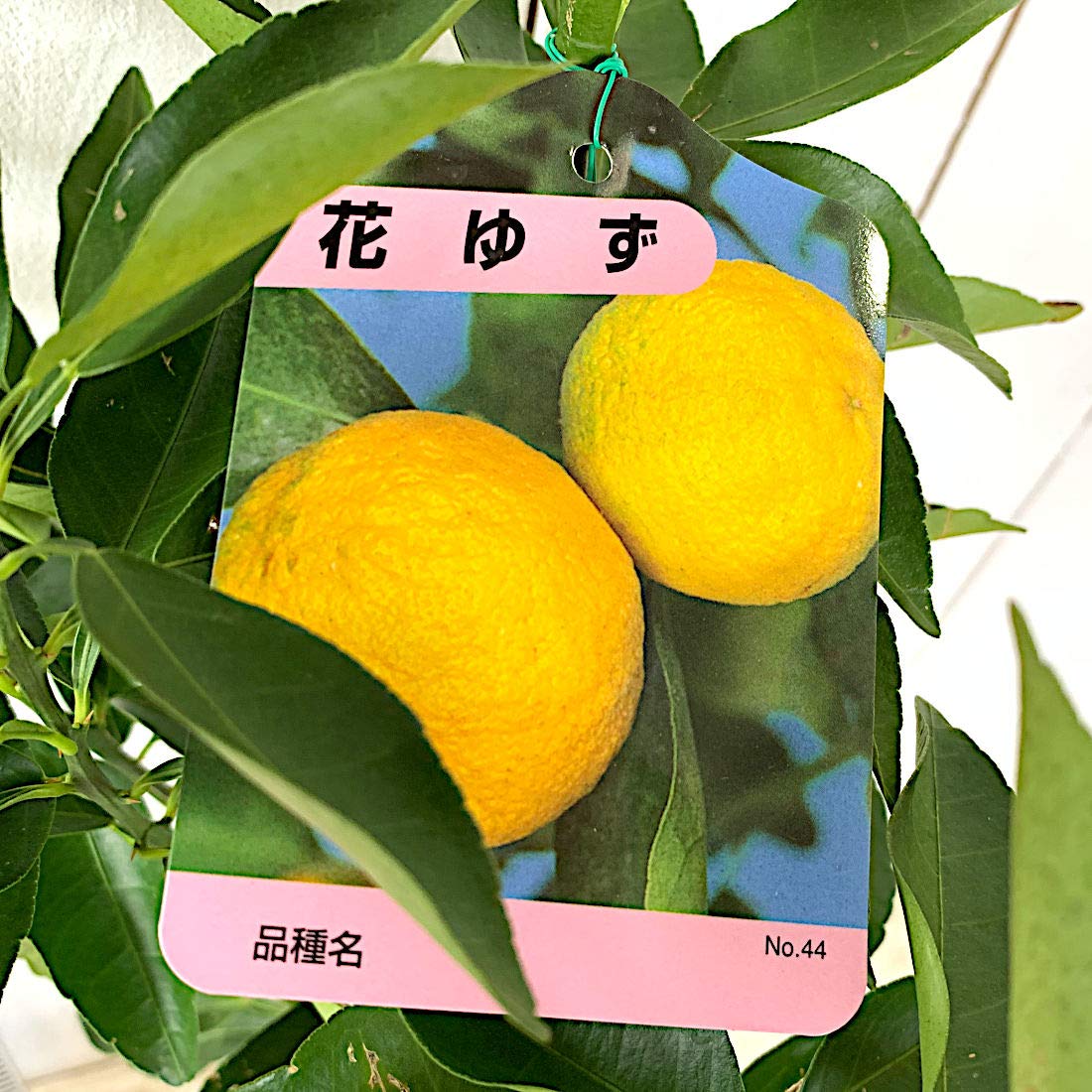 はなゆずななつぼし Amazon.co.jp: 一才ユズ『花柚子（花ゆず）』2年生接ぎ木15cm