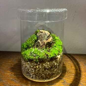 苔テラリウム No.500 Amazon.co.jp: 苔テラリウムガラス容器入りガラス蓋付苔アート苔