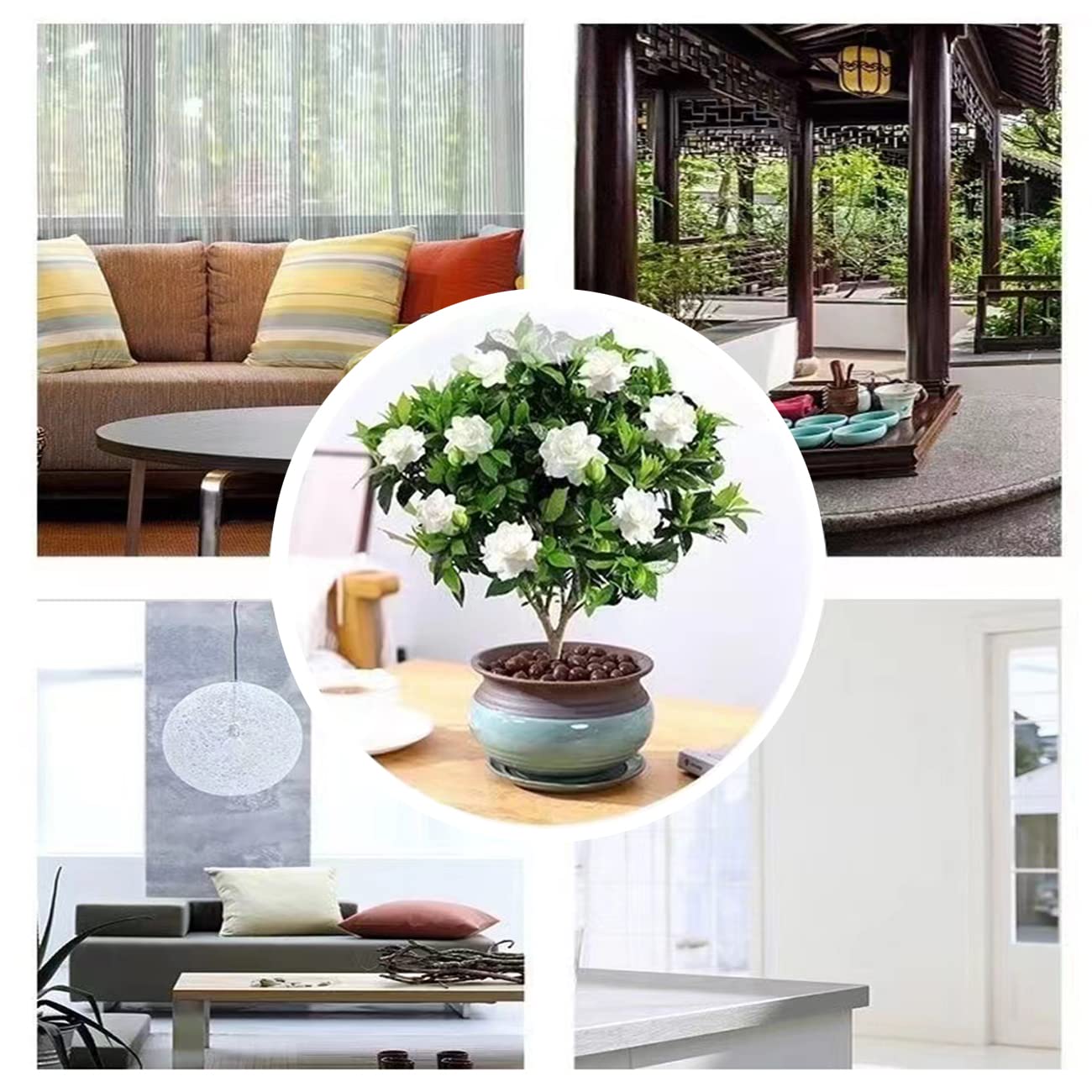 Amazon.com : 200+ Gardenia Seeds Cape Jasmine Flower Seed for Home