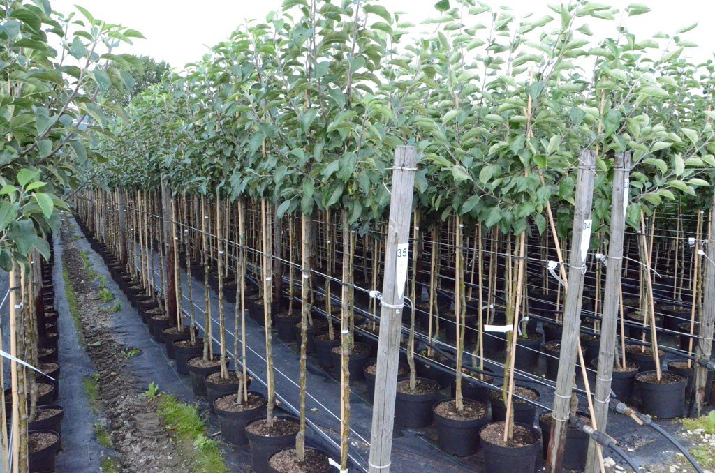 Granny Smith Apfel für warme Lagen Halbstamm 150-170 cm 10 L Topf Unterlage M7
