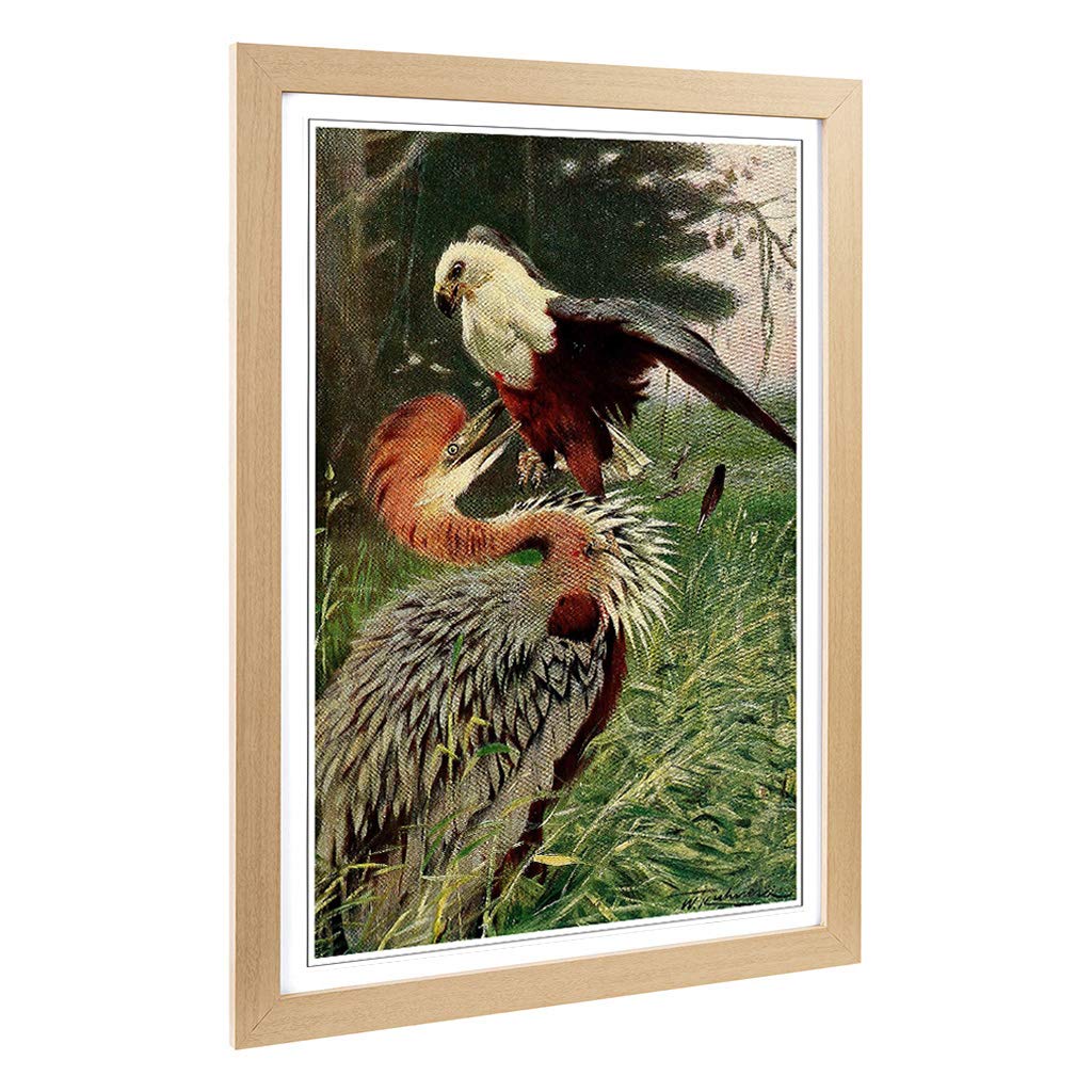 Big Box Art Framed Print of Vintage W Kuhnert Giant Heron & Sea Eagle Design | Wall Art Picture | Home Decor for Kitchen, Living Room, Bedroom, Hallway, Oak, A2 / 24.5x18 Inch / 62x45cm