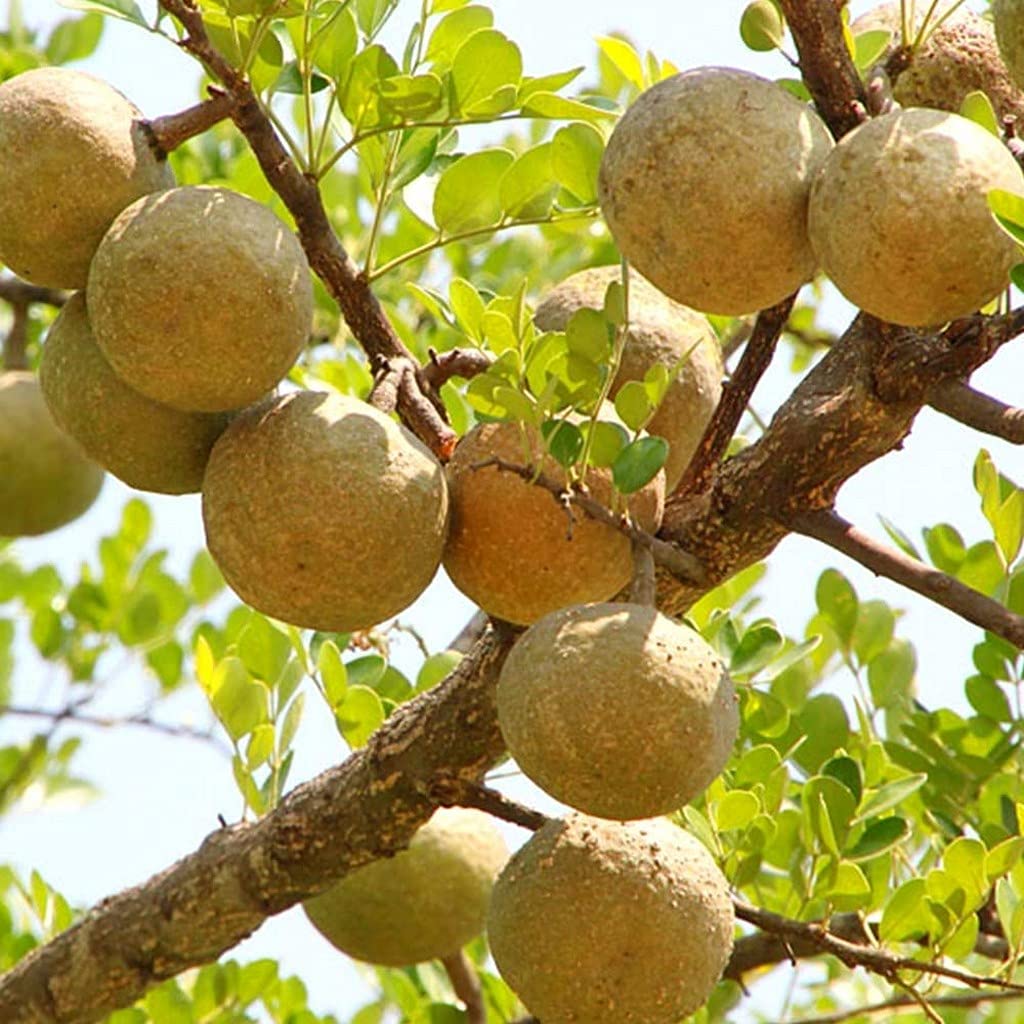 See full amazon price history chart for Ohhsome Live Kagzi Bel Patra/Bel Pathar/Barl Healthy Fruit Plant - 1 For Decoration Baelplant (Healthy Plant) Ohhsome Live Kagzi Bel Patra/Bel Pathar/Barl Healthy Fruit Plant - 1 For Decoration Baelplant (Healthy Plant) (B09HN4Z4JG) Amazon Price History, Amazon Price Tracker