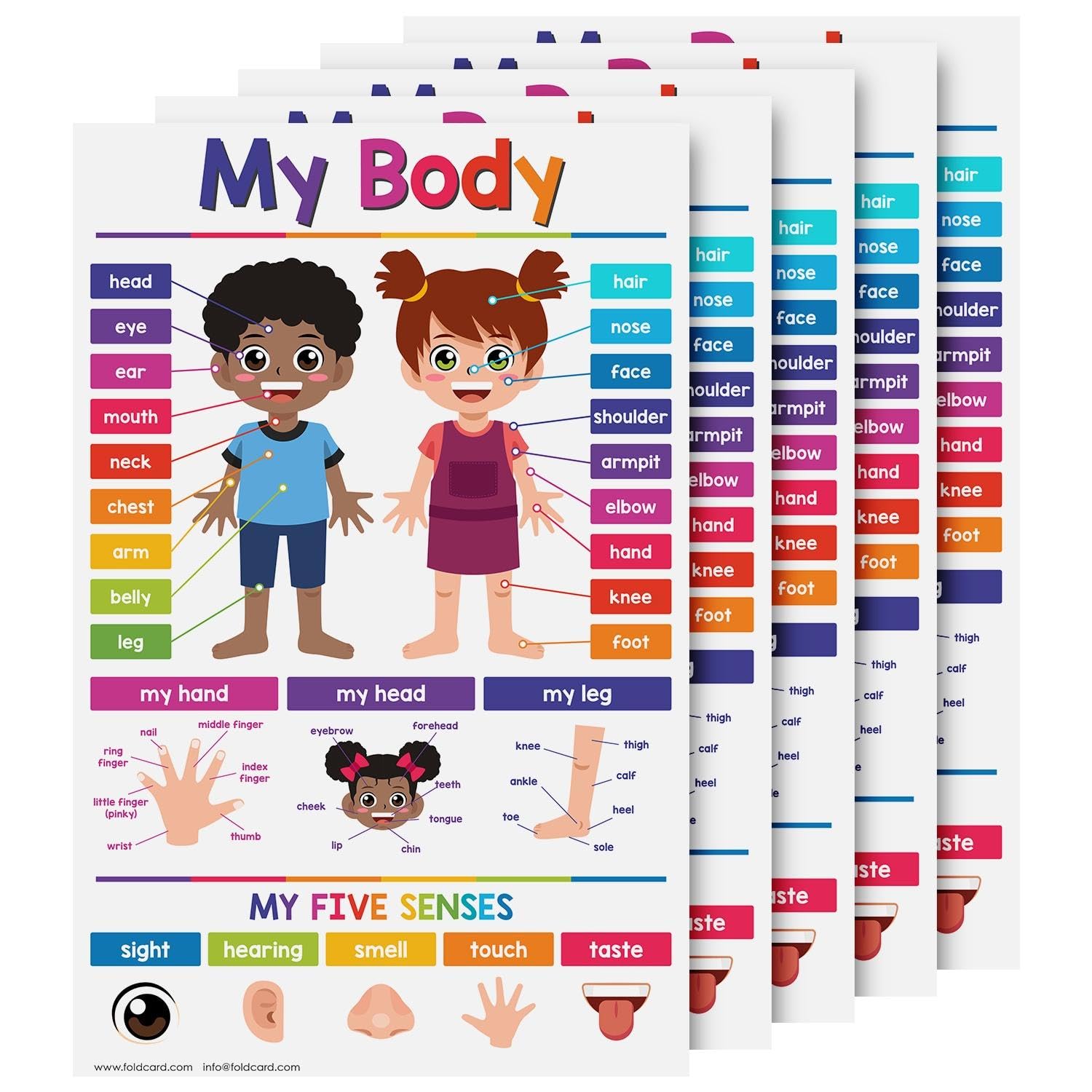 FoldCard My Body Educational Charts for Preschool to Gradeschool Kids – Bright and Colorful Visual/Learning Aid Poster for Classroom or Home | Glossy