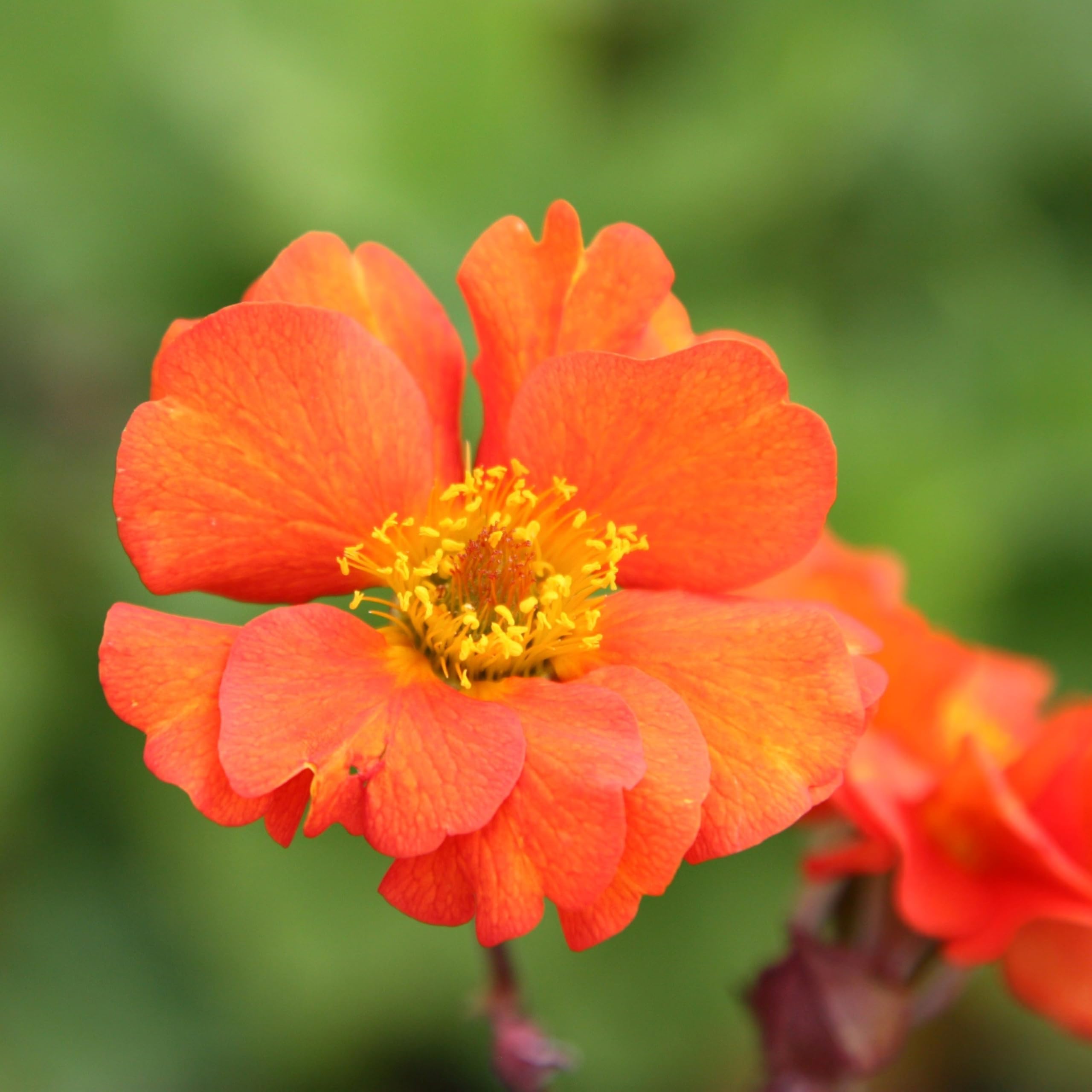 Plant Theory 9cm Pot Geum Borisii Avens Perennial