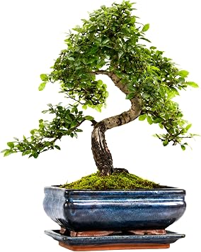 Chinese Elm Bonsai Tree 30 40cm | 8 10 Years Old | Elegant Indoor, Outdoor Bonsai Gift for Beginners | Includes Glazed Ceramic Pot & Drip Tray
