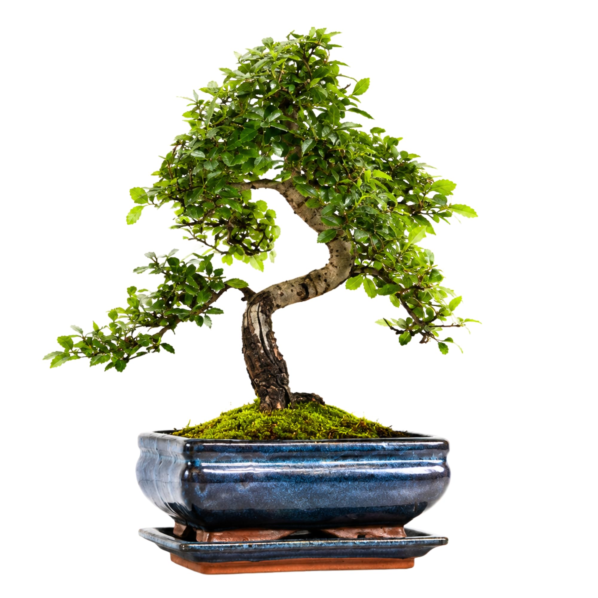 Chinesische Ulme Bonsai Baum Indoor & Outdoor – Echter Bonsai im 20cm Topf mit Untersetzer – Pflegeleichter Zimmerbonsai mit Winterschutz