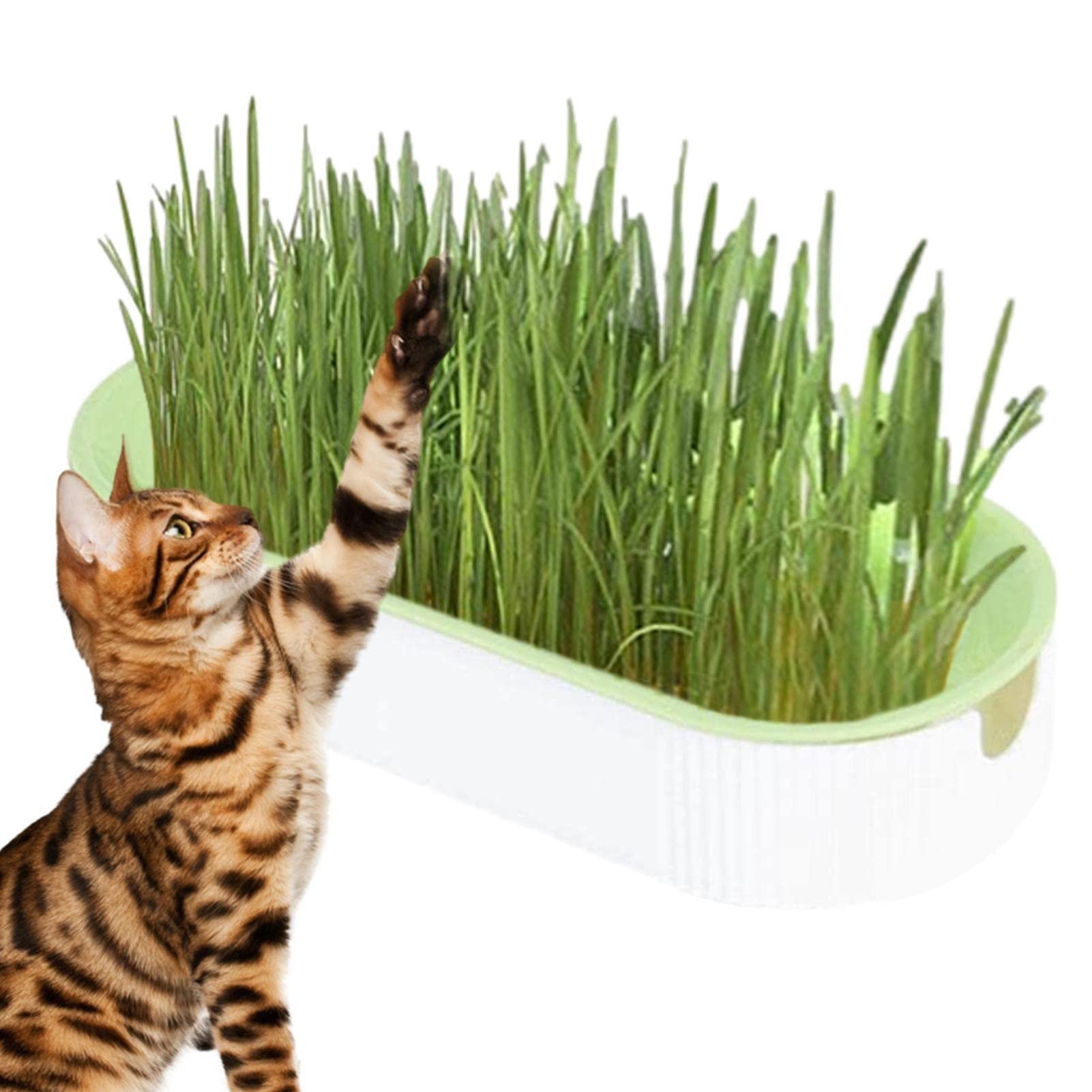 Pekoluta Green Plant Bowls For Cat Grass Germination Trays Wheatgrass Cat Grass Seedling Plant Bowls For Garden Earth-Free Cat Plants Planter Nursery Cat Plant For Cats, Dogs