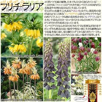 asakombu トリトマ苗 シラーブルーアロー 球根 フリチラリア球根 asakombu トリトマ苗 シラーブルーアロー 球根 フリチラリア球根