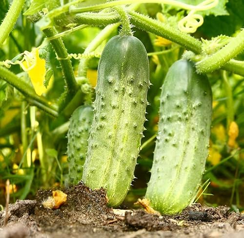 Seeds4planting - Semillas Pepino Rodnichok F1 Decapado Heirloom Vegetal No OGM