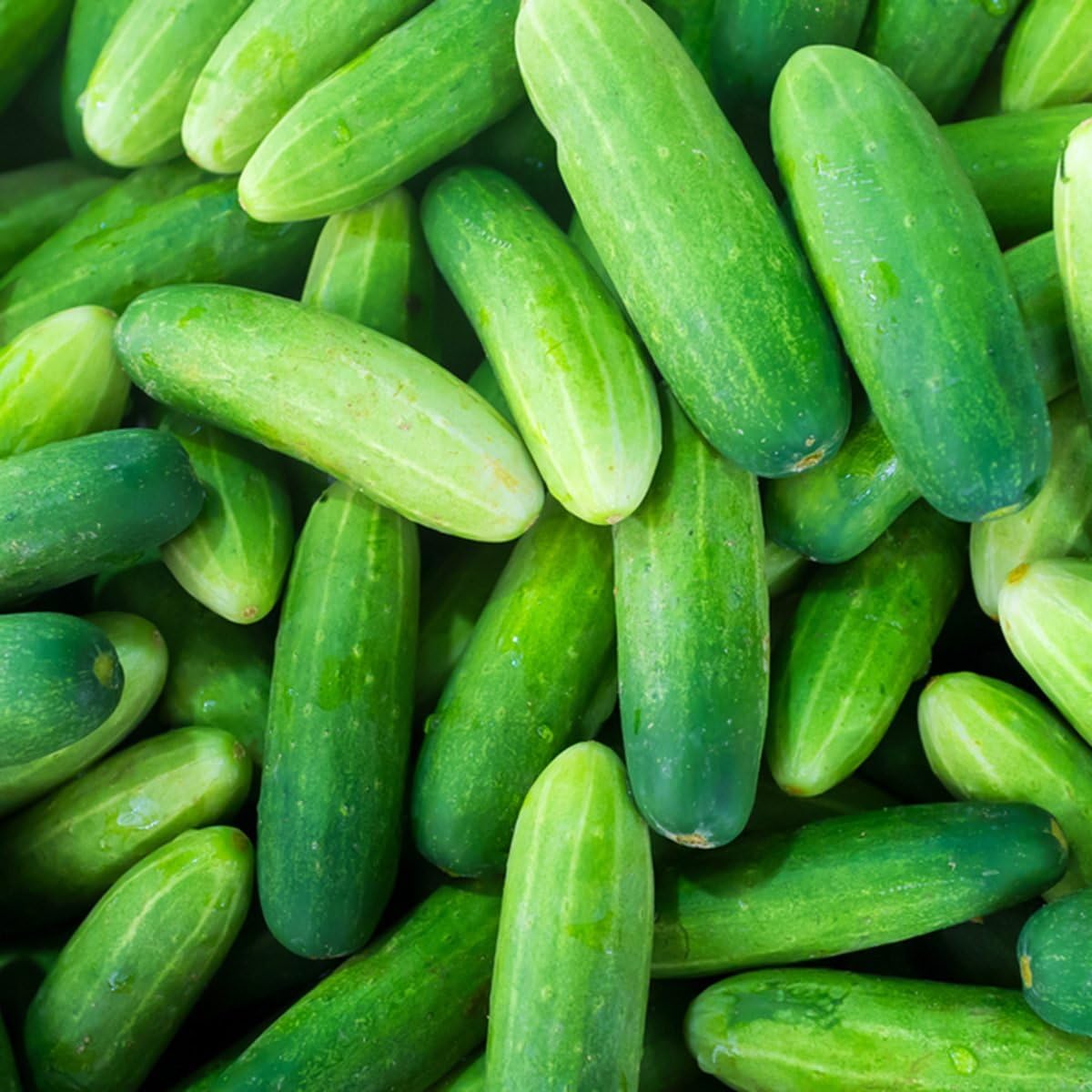 Agrey Cucumber Vegetable Seeds (Green, Pack of 50 Seeds) (B0CZ3GZQLV) Amazon Price History, Amazon Price Tracker