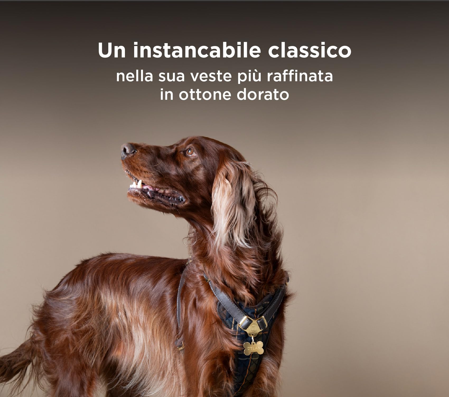 MyFamily Personalisierte Hundemarke – Marienkäfer Design, 31x41 Mm, Handbemalt & Gravierbar | Made In Italy