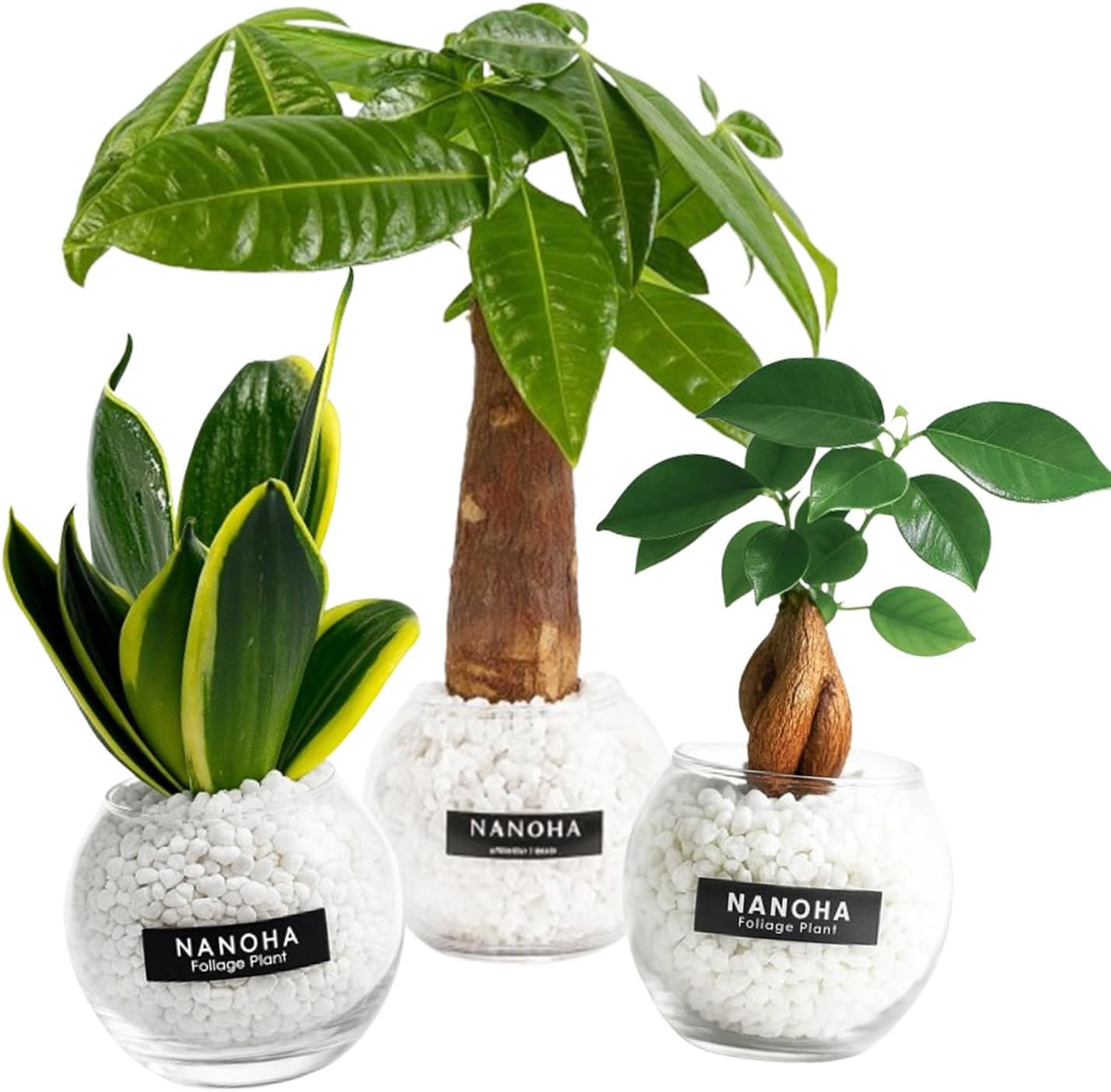 ガジュマル どこで買える