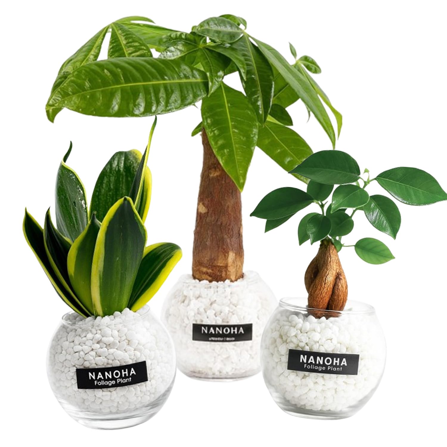 Amazon｜ガジュマル パキラ サンスベリア 3点セット 白砂利 ガラス