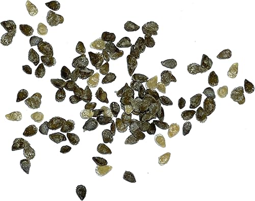 Miniatura 6 de Seed Needs, Tiny Tim Semillas de tomate  80 semillas tradicionales para plantar Lycopersicon esculentum  Determinadas en miniatura sin OMG y sin